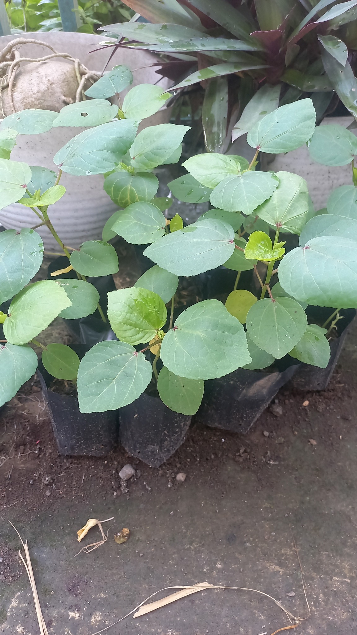 Rizwan Farm House | Tarub