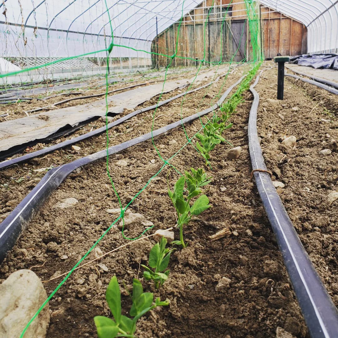 Yoder Farm | Danby VT