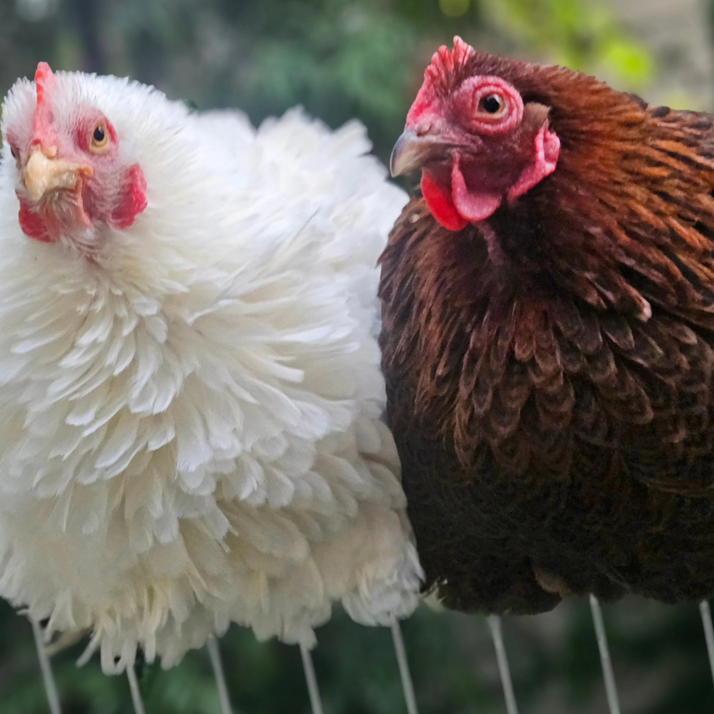 Rah-Rah - Happy Fun Fact Friday! Did you know that a chicken's comb is ...
