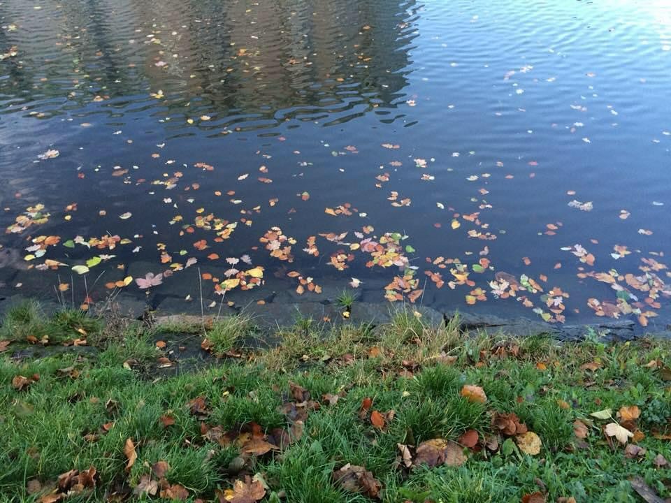 Bryan - With most of the leaves having fallen from the trees, it seems ...