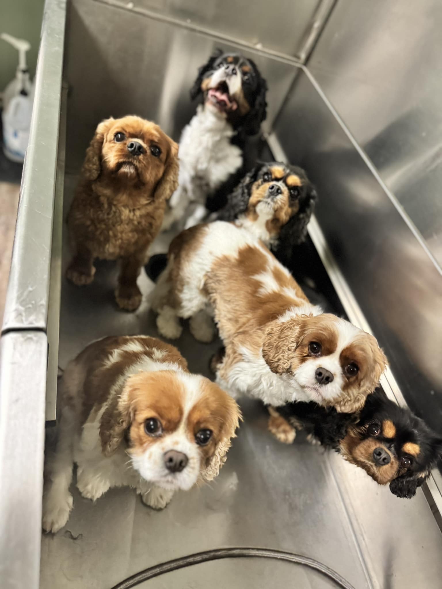Northern Vermont Pet Grooming | Milton VT - Pet Grooming Conferences Vermont