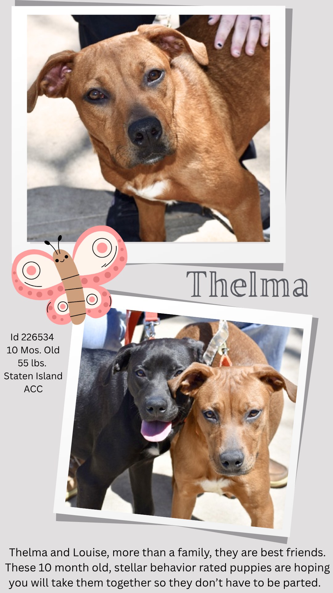 Dogs - ADOPTED THELMA and LOUISE are family, and they are “bonded” and ...