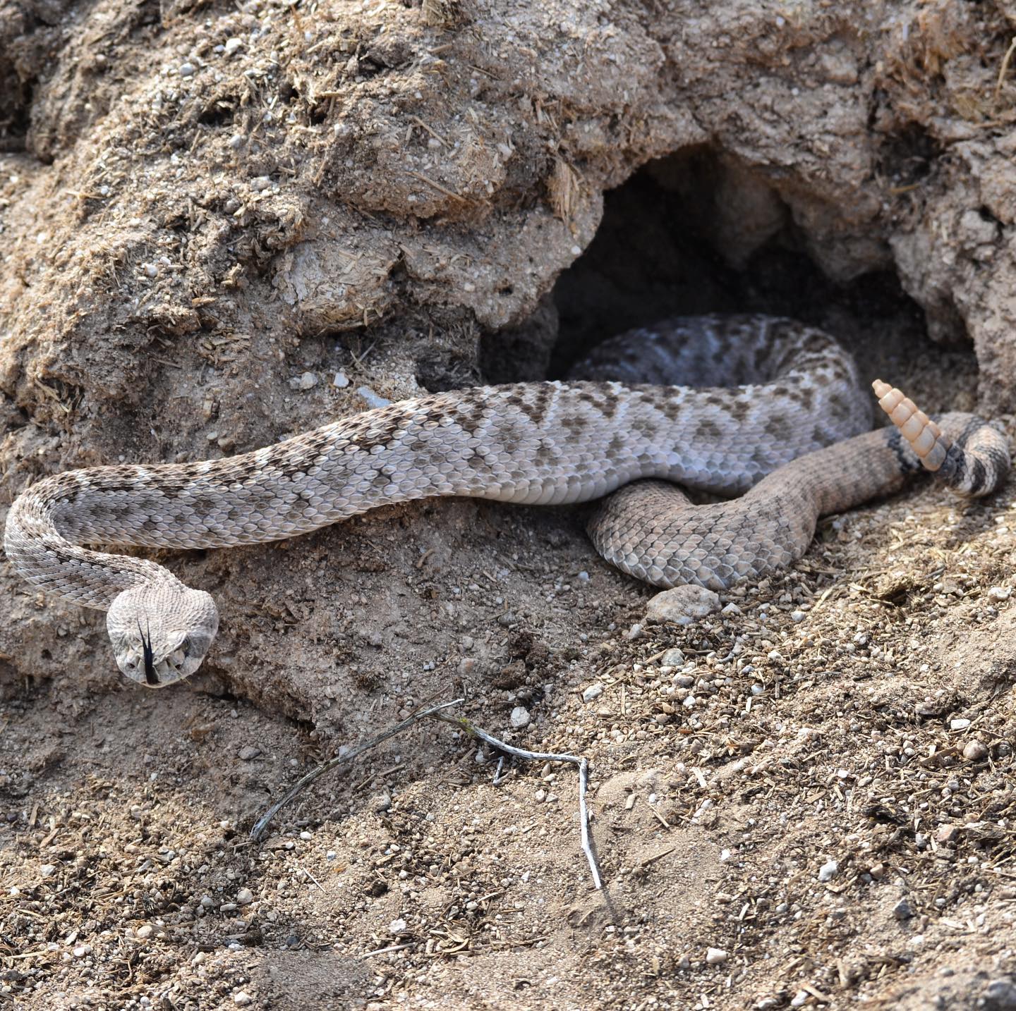 Diamondback Wildlife Control