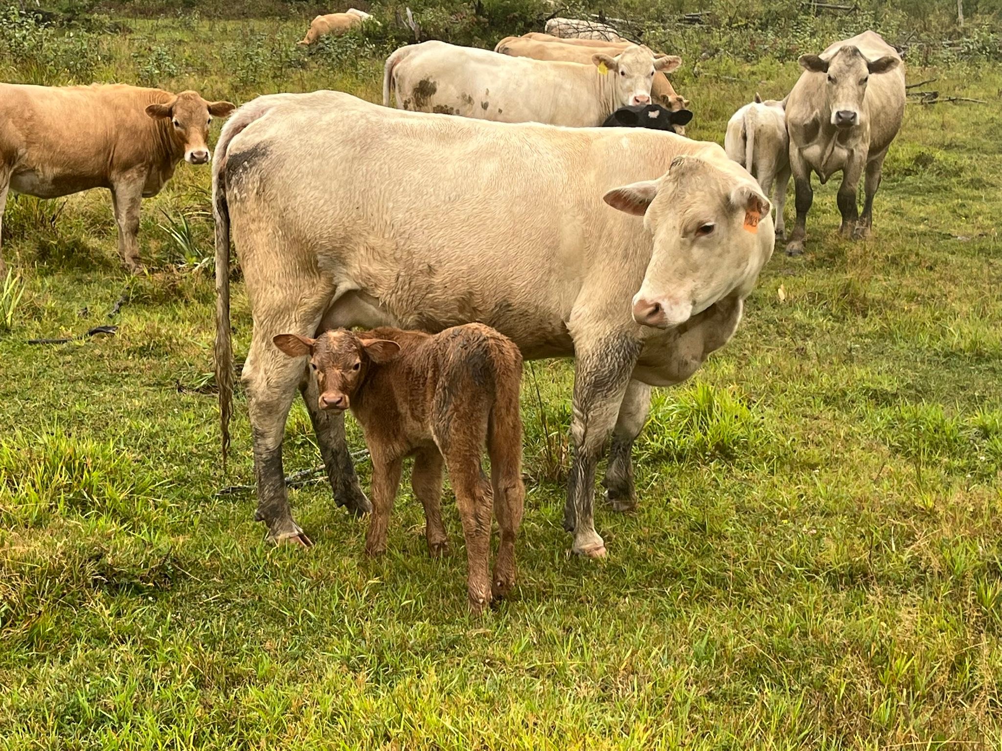 Limestone Ridge Farms
