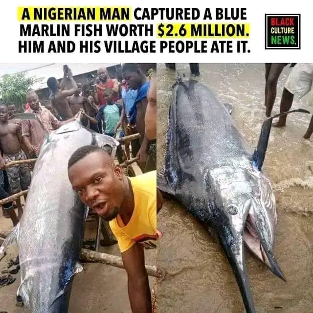 Hamza - Meet a Nigerian man that captured a blue marlin fish worth $2.6 ...