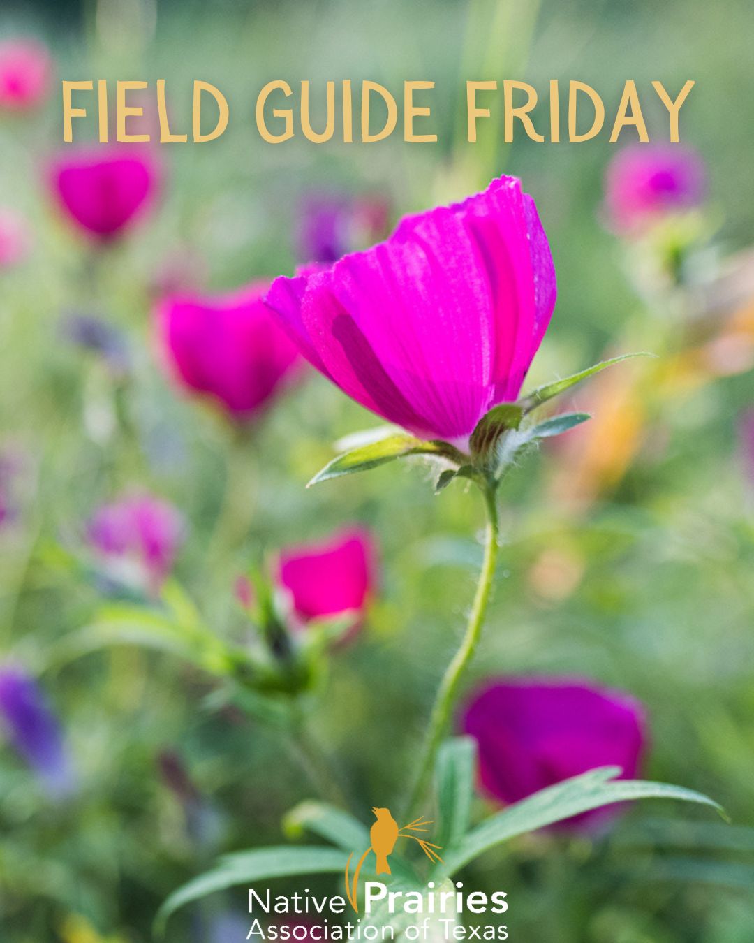 Field Guide Friday:... - Native Prairies Association of Texas | Facebook