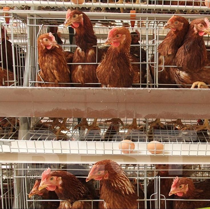 Cyan - MGA GABAY PARA SA PAGSIMULA NG PROYEKTO SA PAGSASAKA NG MANOK ...