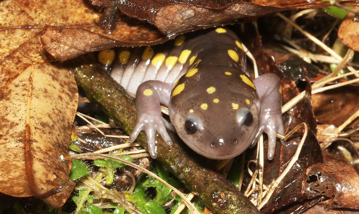 Summit - Salamander Saturday is celebrated every year to raise ...