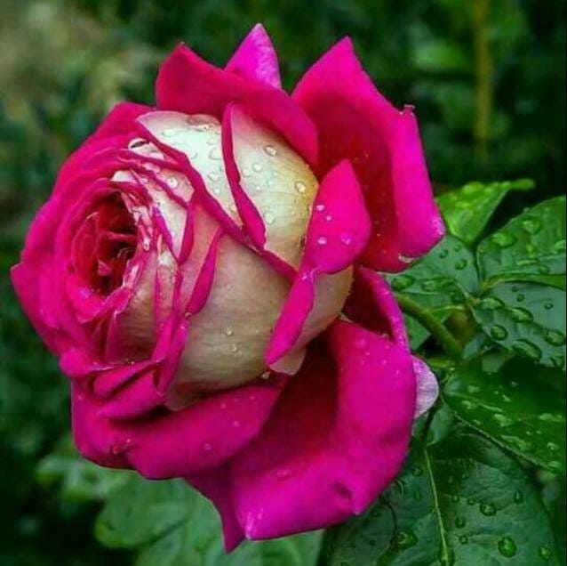 S S Ch Rupa