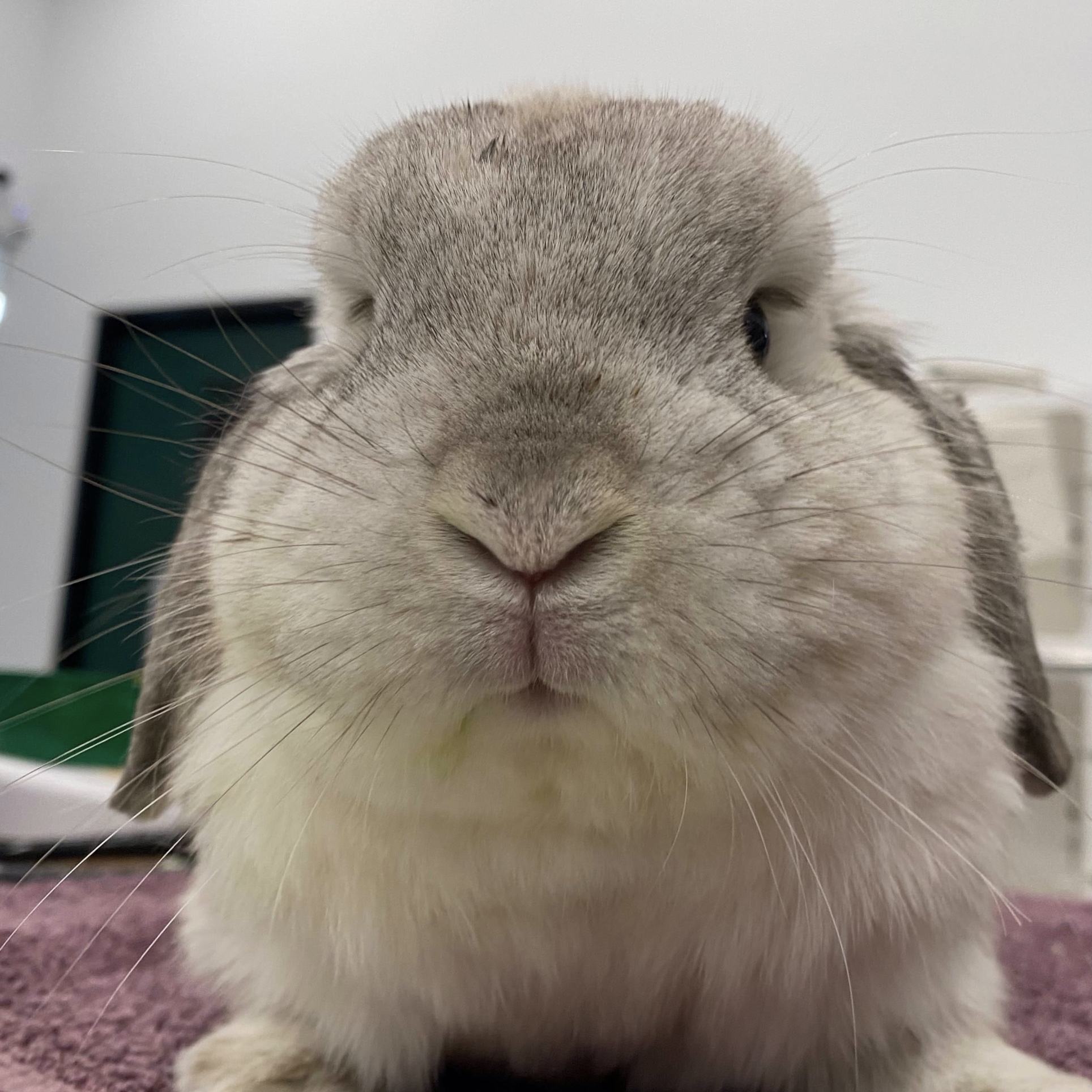 The Rabbit - Midweek vibes: Jump, hop, and binky your way through ...