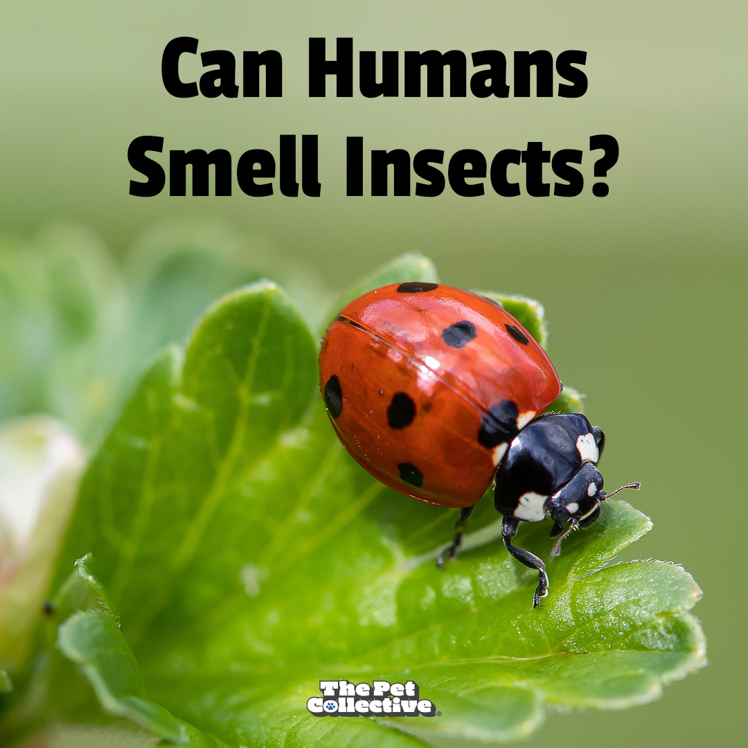 Try - Humans have hundreds of scent receptors, but not every human’s ...