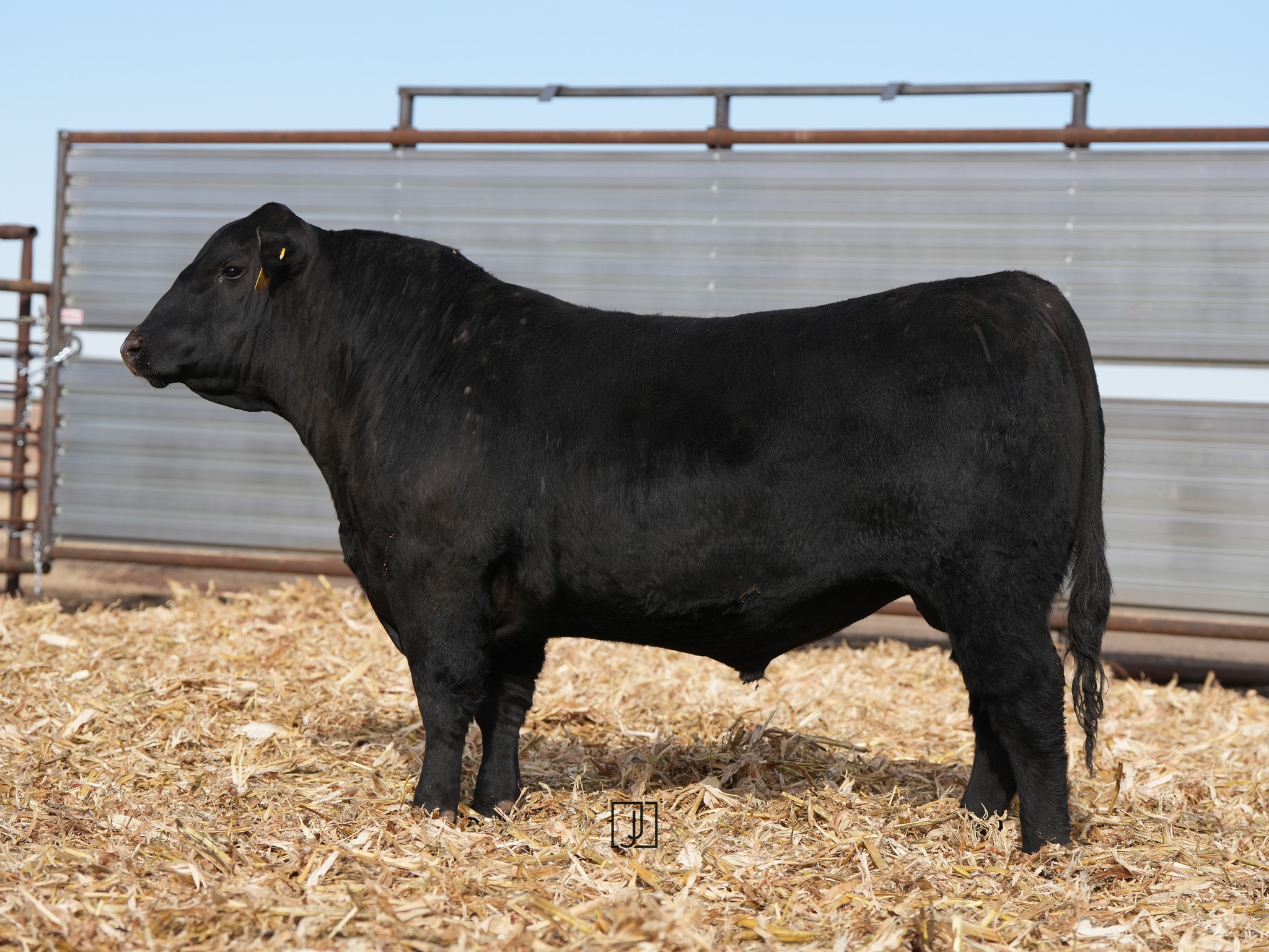 RWR Angus Ranch | Harvey ND