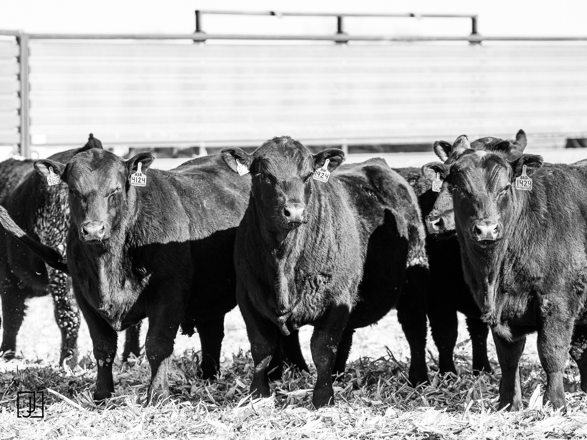 RWR Angus Ranch | Harvey ND