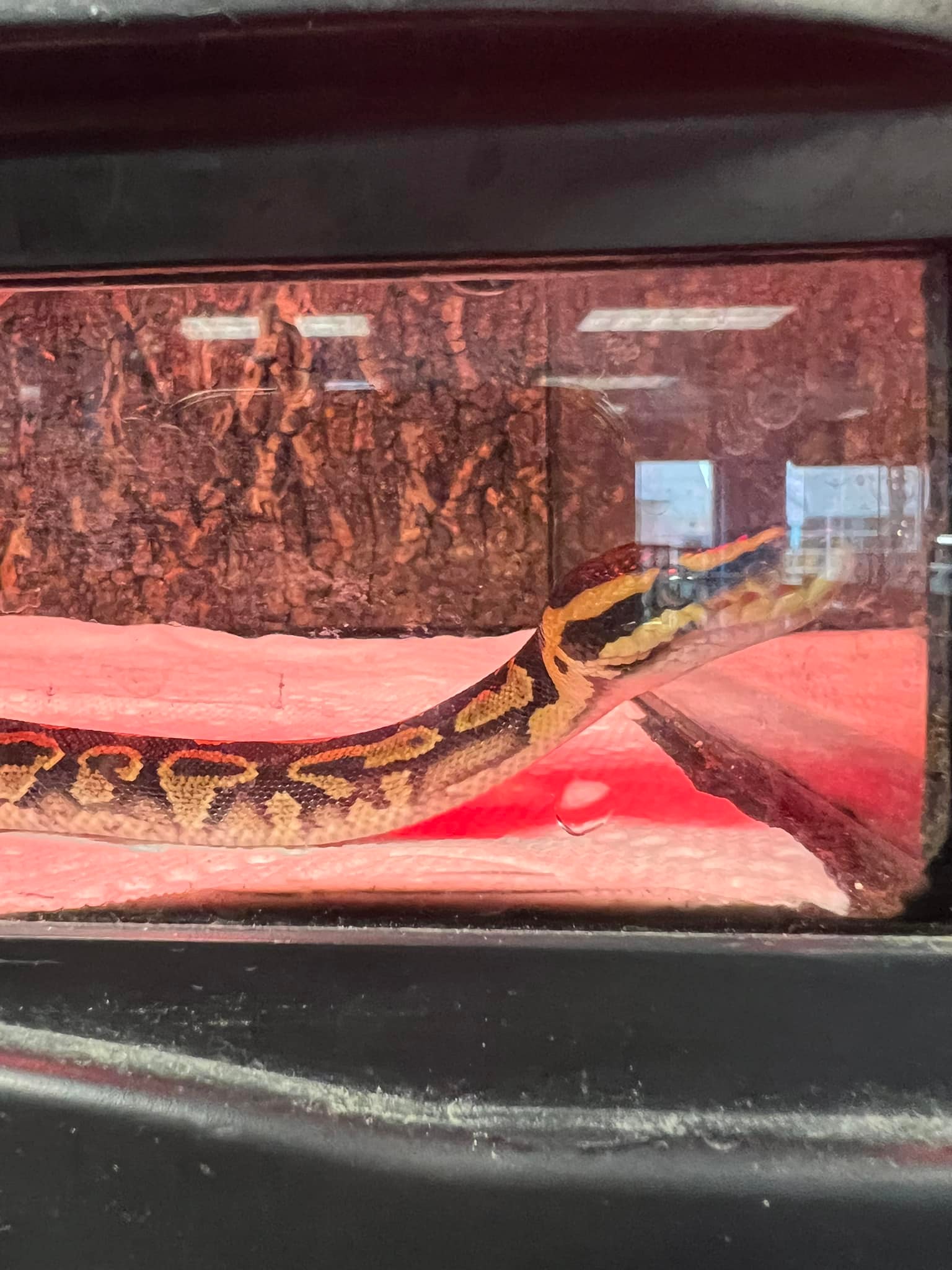 Small Town Pets | Jamestown NY
