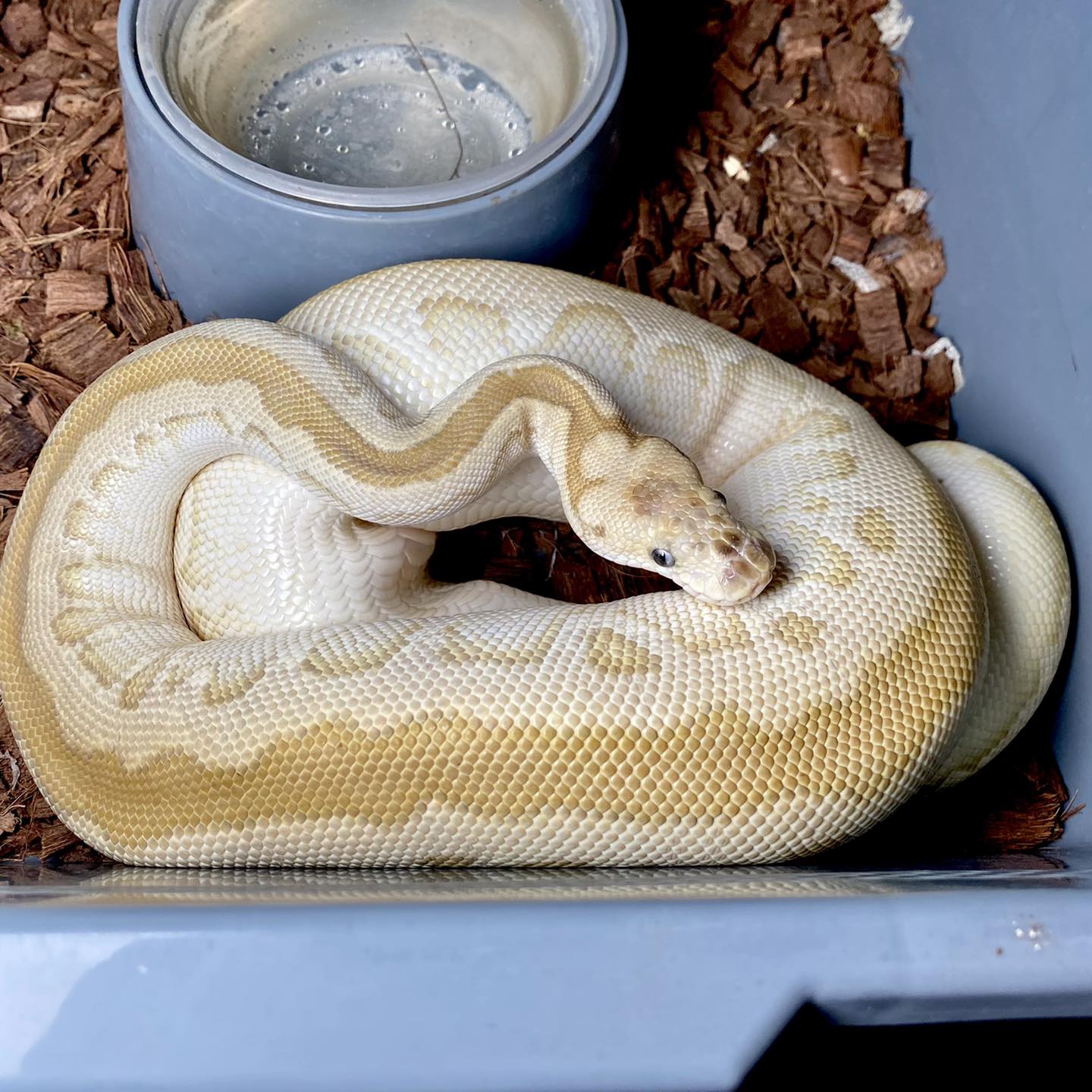 AB Genetics - Lesser Spotnose Blade Clown was bred by a...