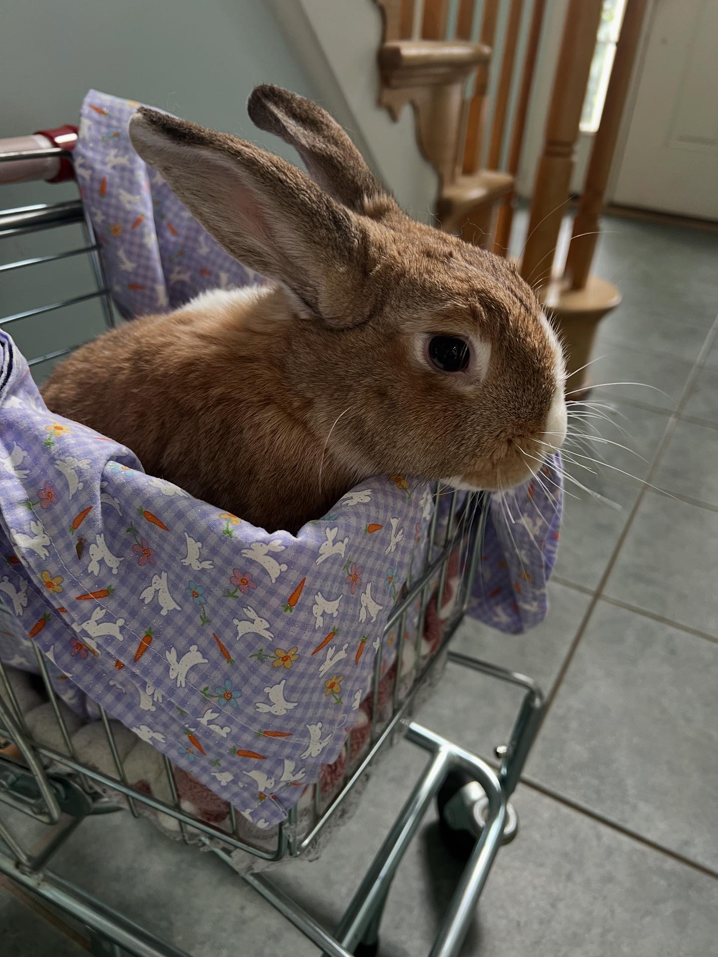 Meet Giant. Giant was found in a... - Friends of Rabbits | Facebook