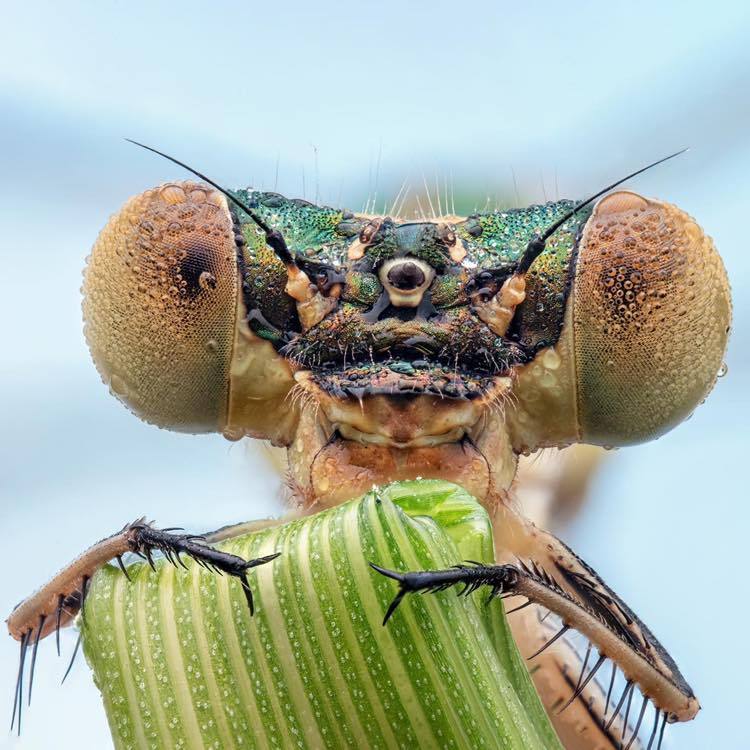 Nature - 📷 Admire the Delightful Damselfly! 🦋 Experience the intricate ...