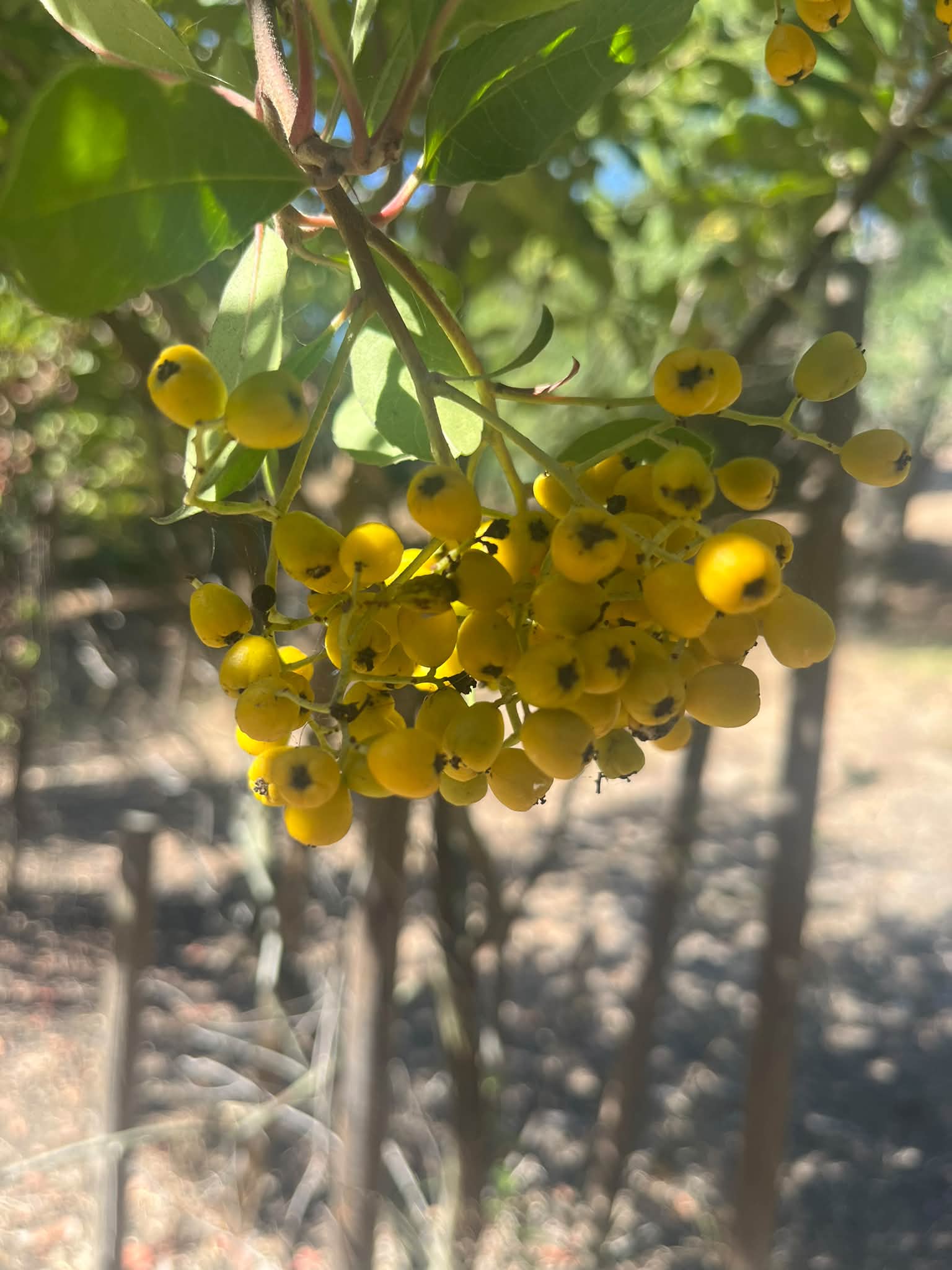 Davis Gold Toyon Fruit Ripening Early in Lake Chabot Regional Park