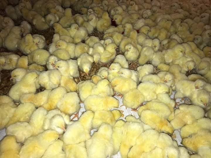 Imagen de pollito BB doble pechuga fresco