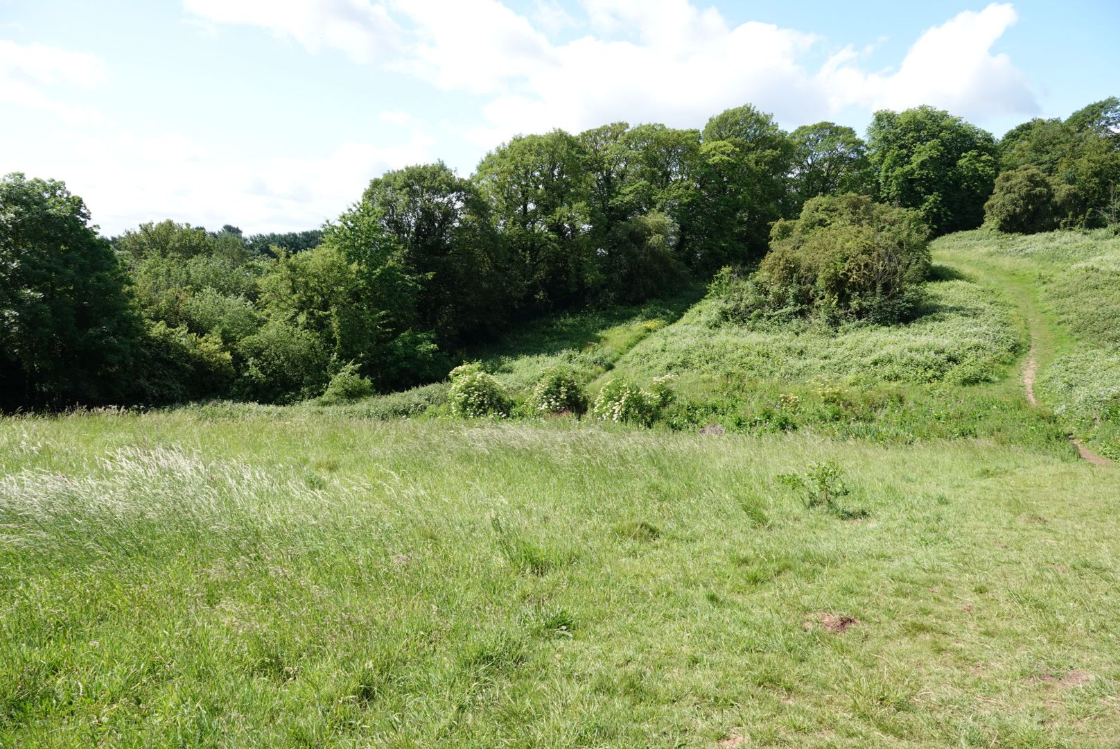 Friends of Colwick Woods Local Nature Reserve | Nottingham