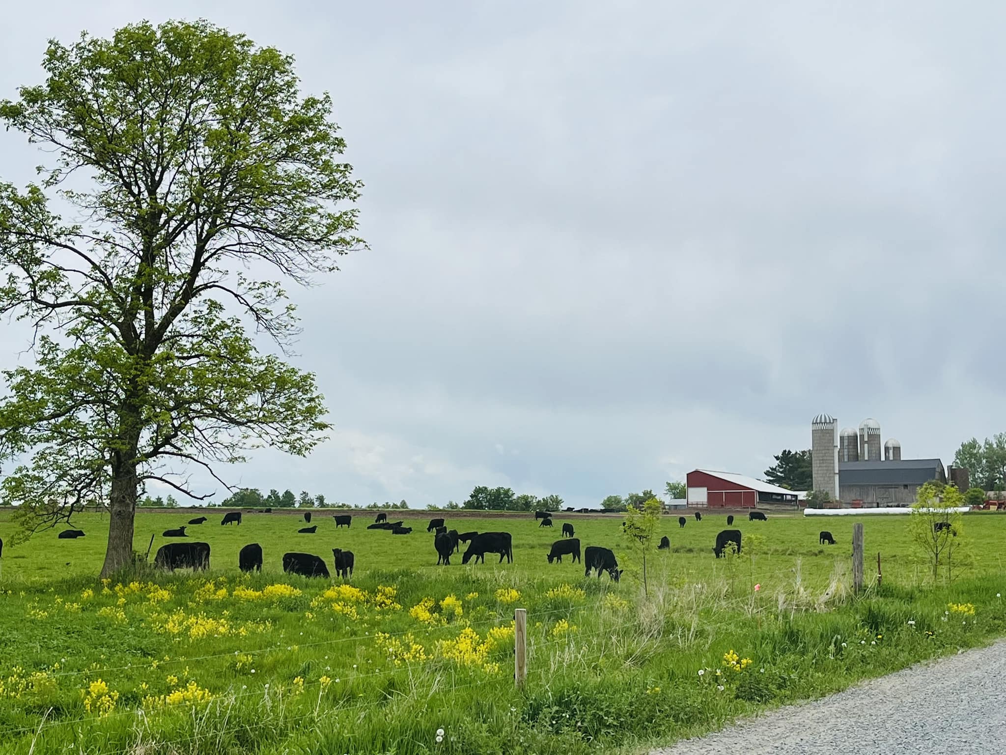 Wisconsin - Beef cows enjoying their green pasture | Facebook
