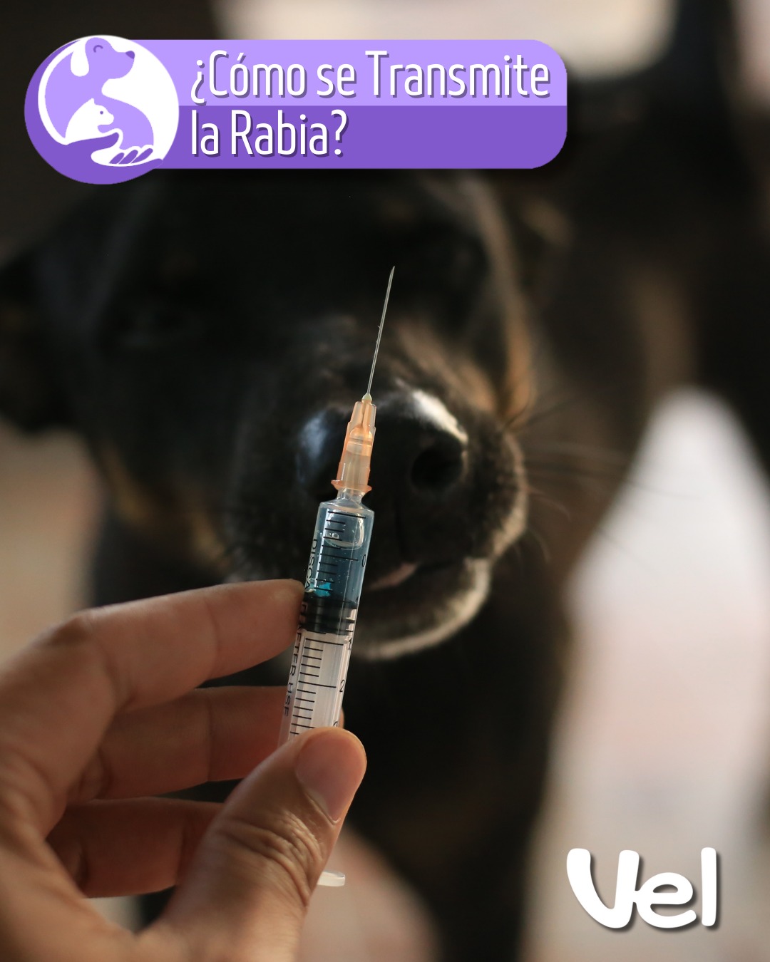 VEL - 🐶🐱¿Cómo se transmite la Rabia? La transmisión se realiza por ...