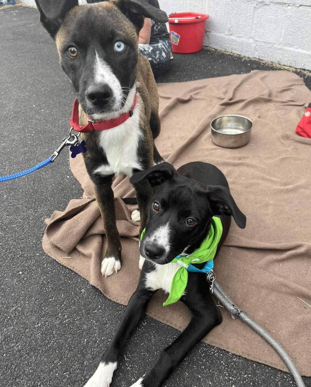 Sandy Paws Rescue Inc. added a... - Sandy Paws Rescue Inc.