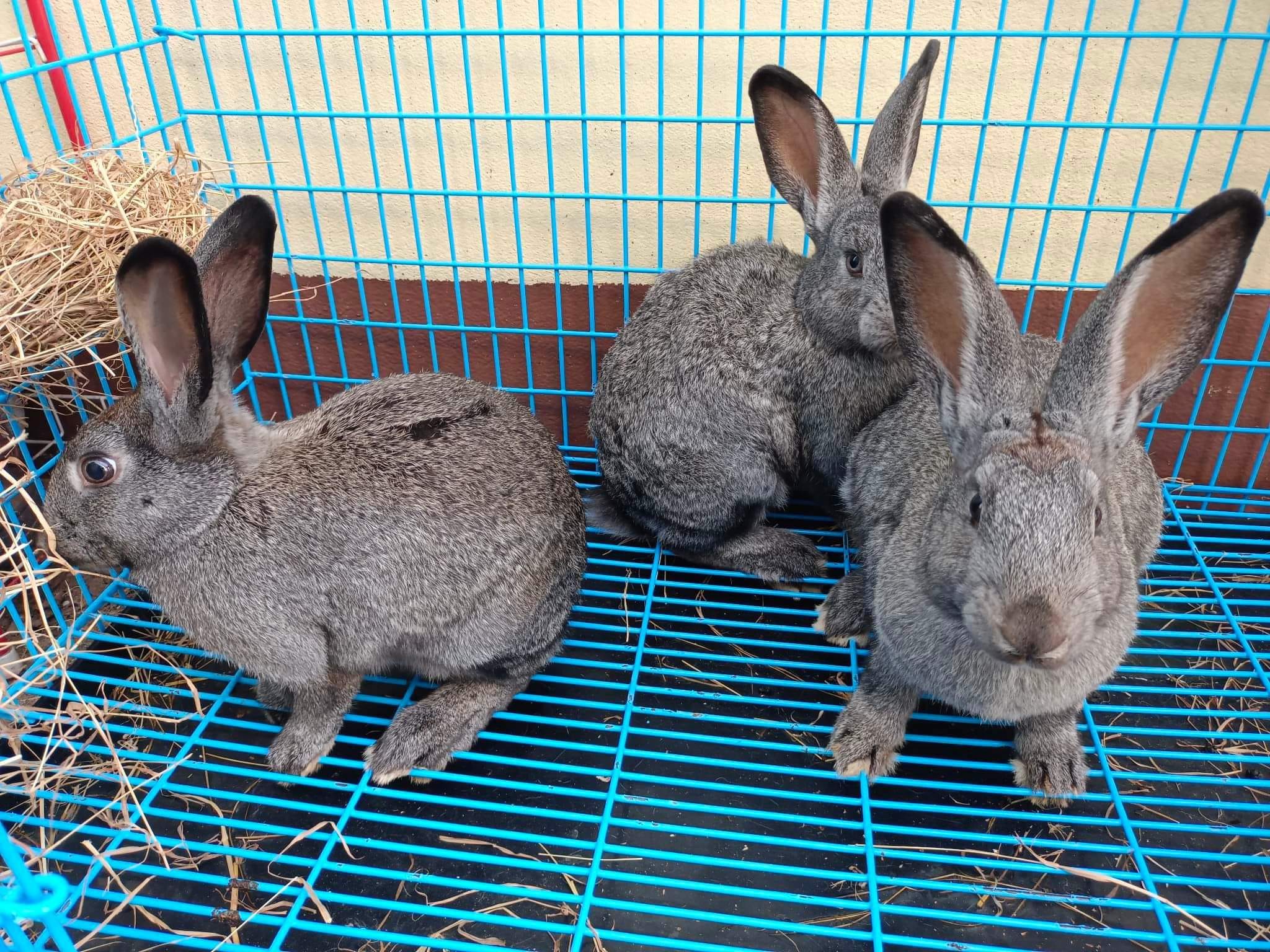 St_Rabbit | Surin