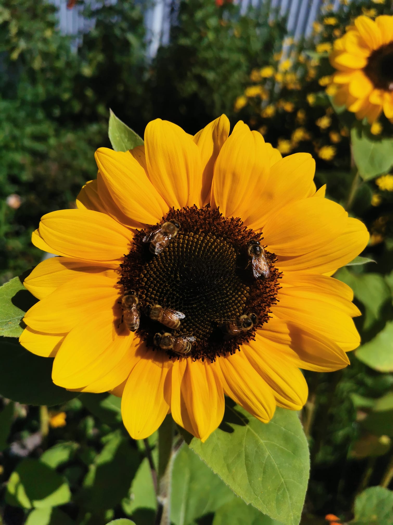 【PP1 PP2 PP10】ひまわりです What are favorite sunflower varieties for bouquets with smaller heads?