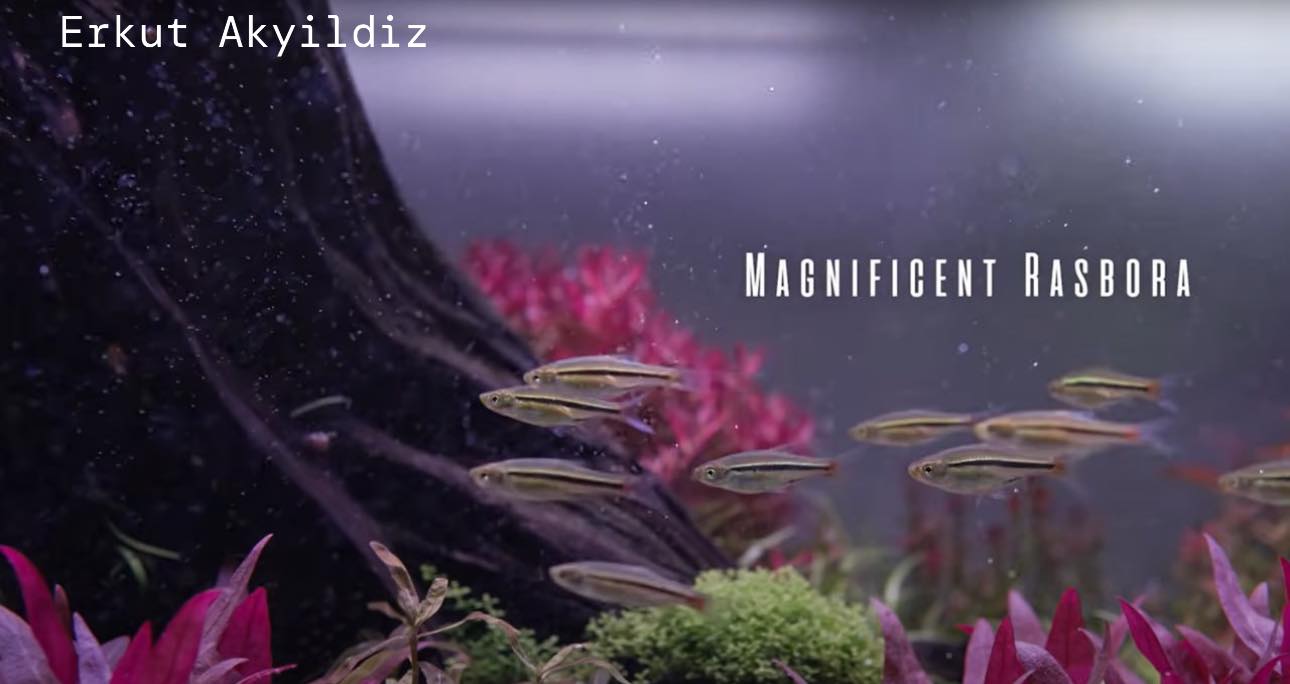 Erkut Akyildiz - The magnificent rasbora truly lives up to...