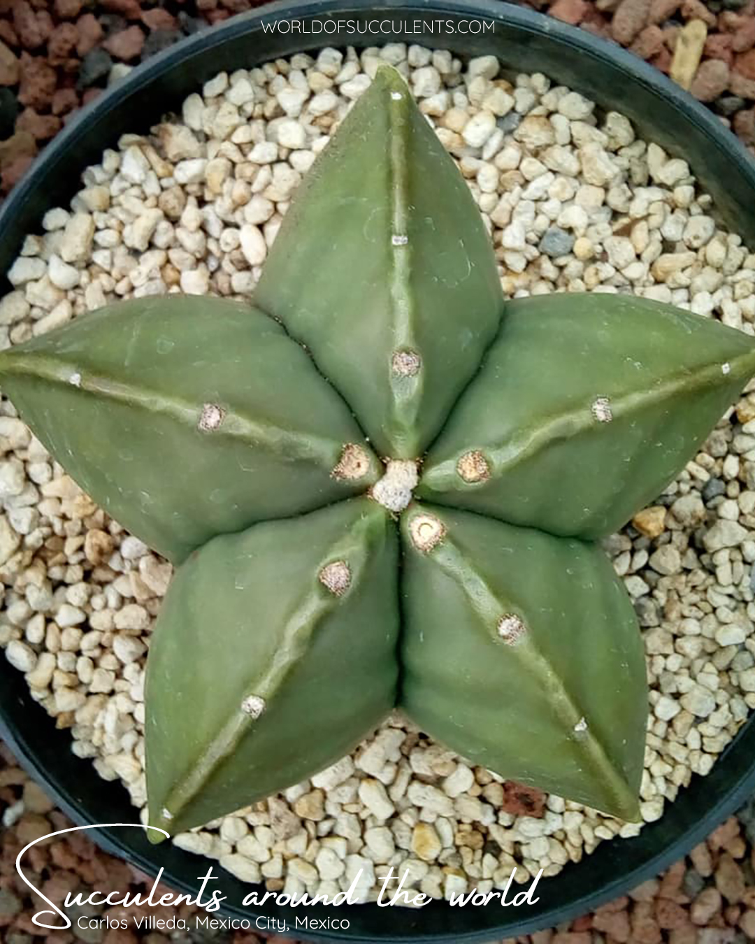 Astrophytum myriostigma / 10 graines (cactus à calotte épiscopale, chapeau d 'évêque, mitre d'évêque) - France