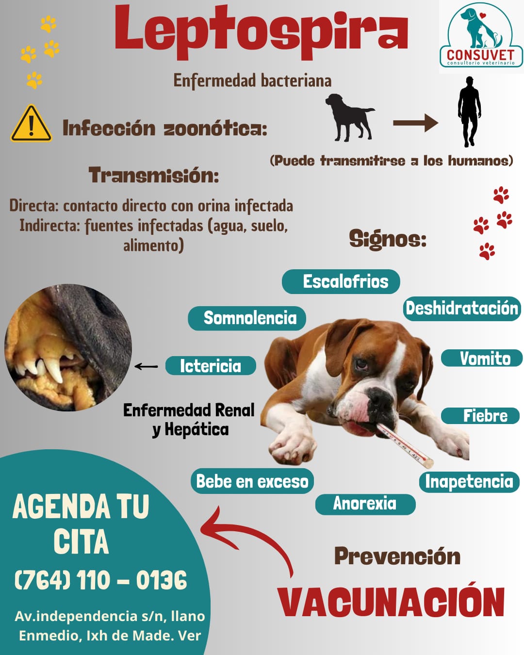 Consu - Leptospira es una enfermedad zoonotica (puede transmitirse de ...