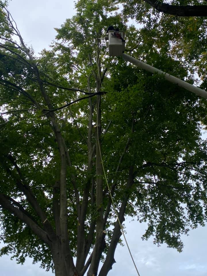 Hutson Tree Service