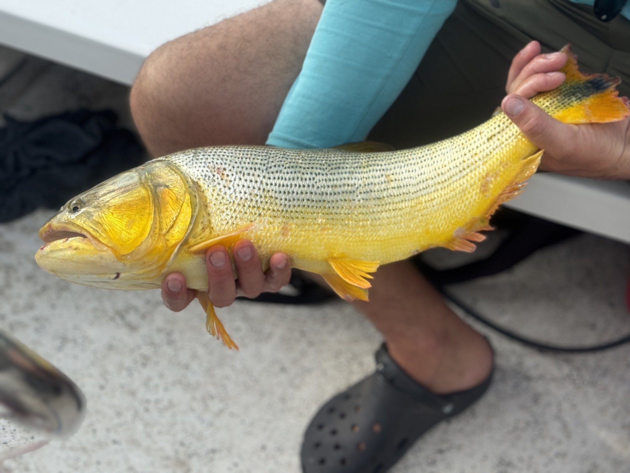 Fly fishing for golden dorado in Argentina