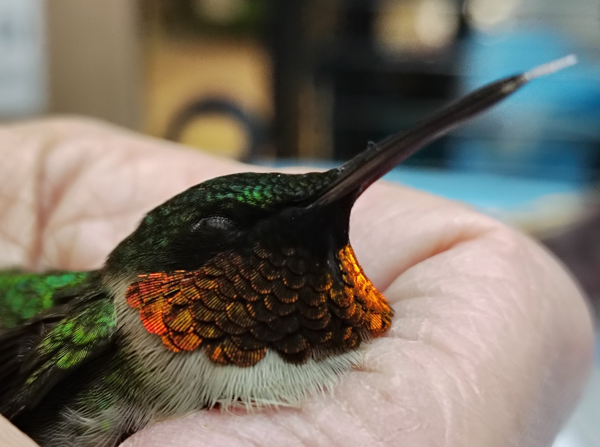 Freedom - Sadly, the Plainfield Ruby throated hummingbird passed away ...
