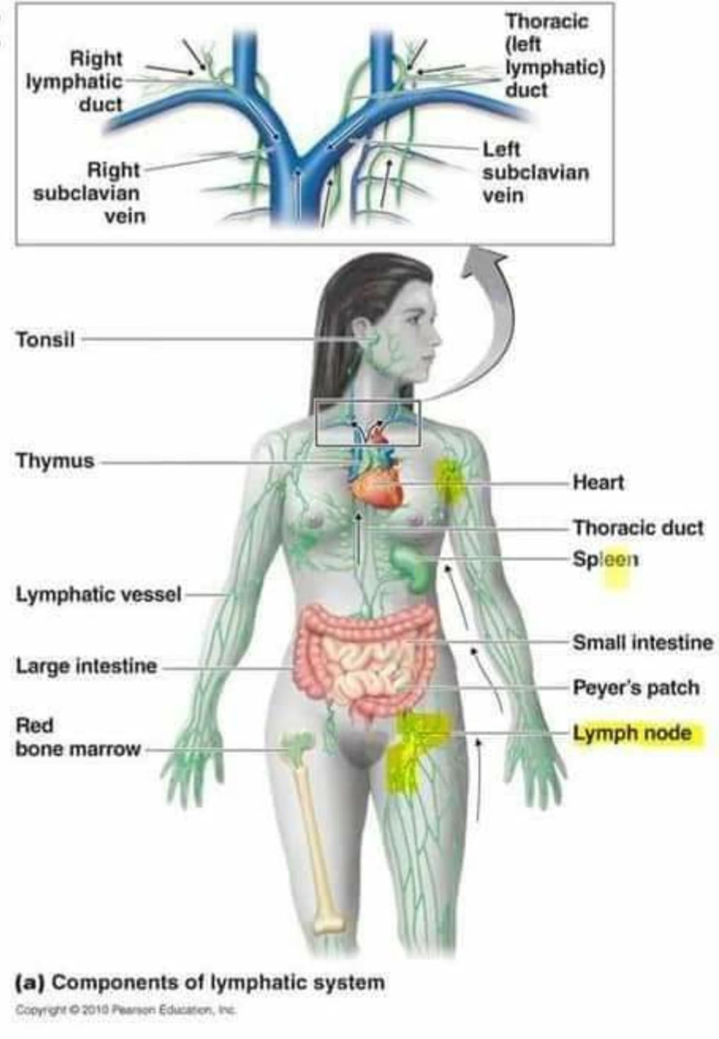 semaglutide lymph nodes Dr. Roach: Consider the side effects of GLP-1 treatments A 2026 study found semaglutide