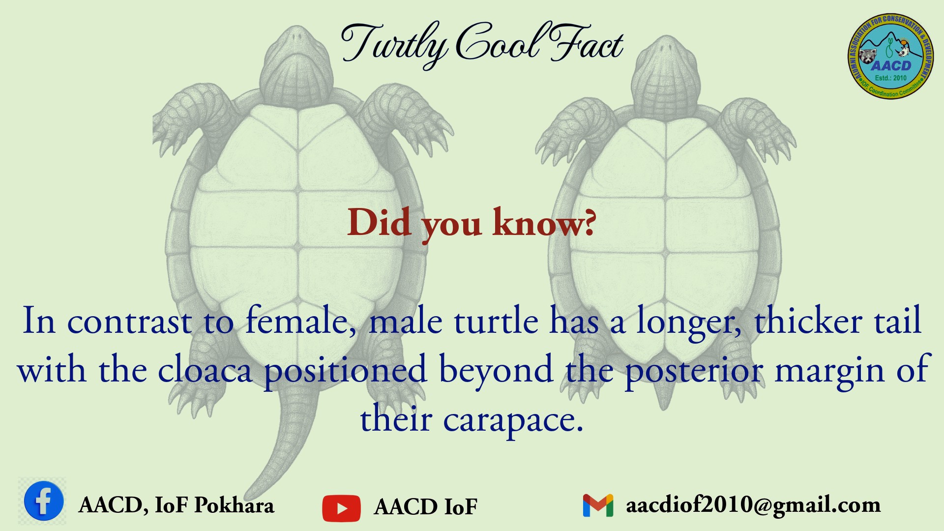 Alumni - Did you know? Male turtles can be distinguished from females ...