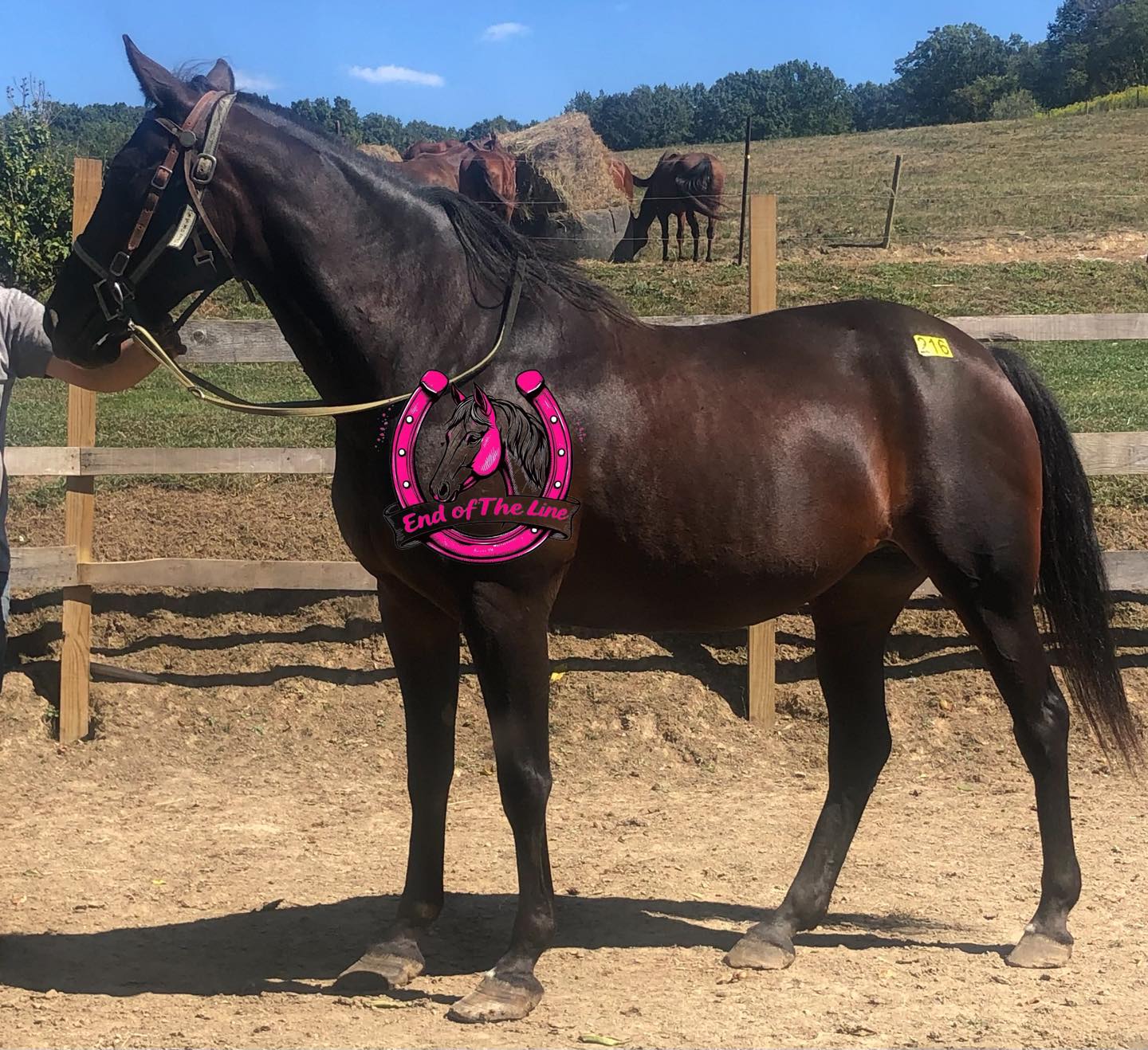 Before - I HAVE A HOME!! THANK YOU LENNOX’S LEGACY💙 LOCATED IN HARMONY ...