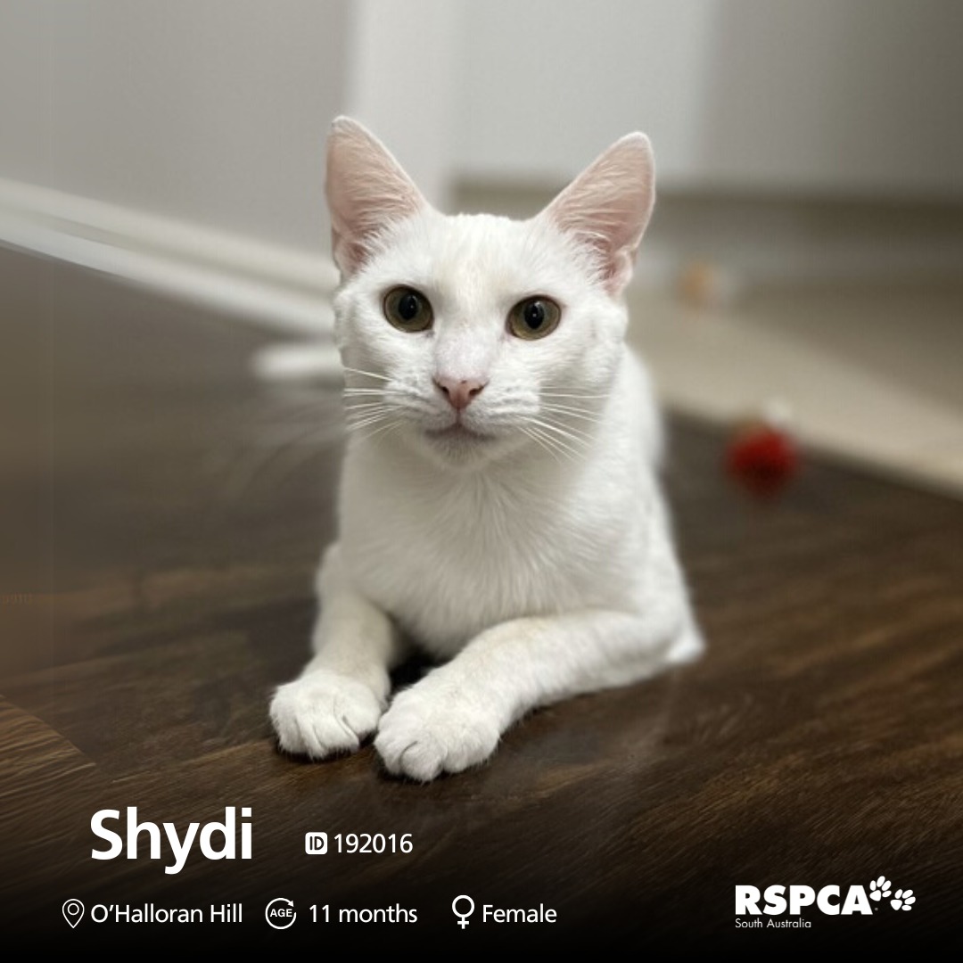 RSPCA South Australia added a new... - RSPCA South Australia