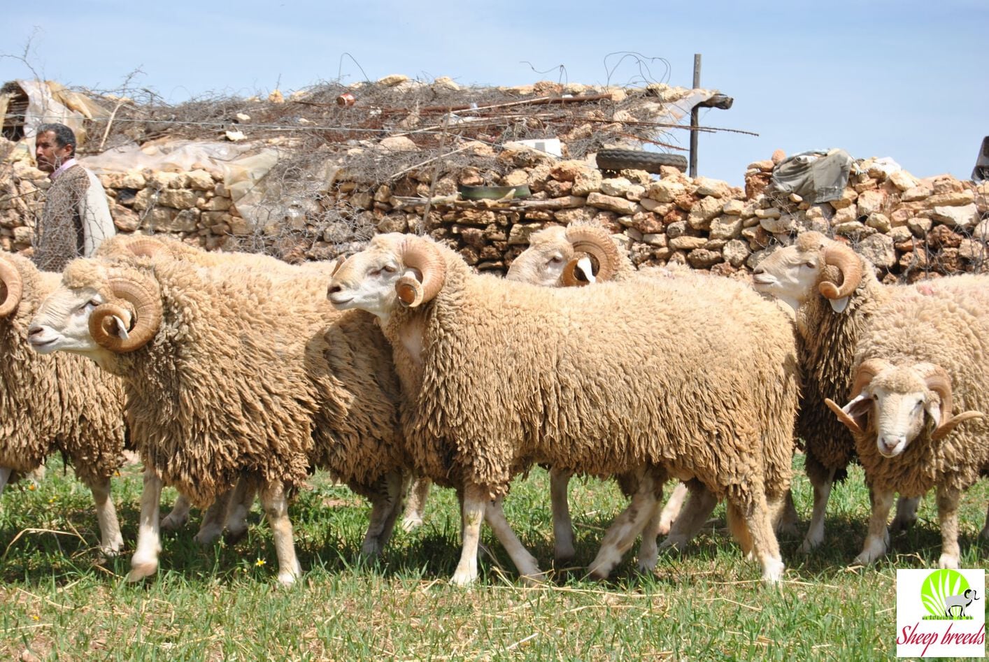Sheep breeds سلالات الأغنام | Oran