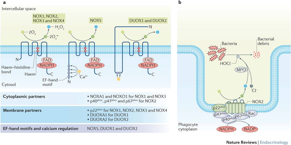 Nature Reviews - Nature Reviews Endocrinology: The NADPH oxidase family ...