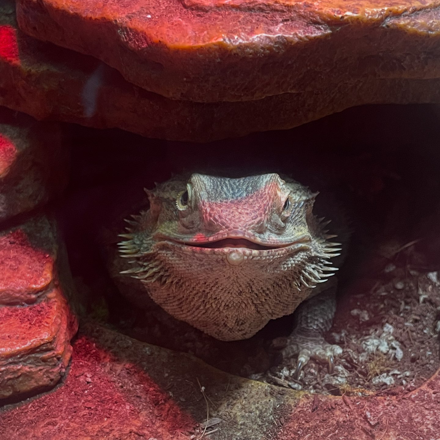 Reptile & Amphibian... - Reptile & Amphibian Rescue Network