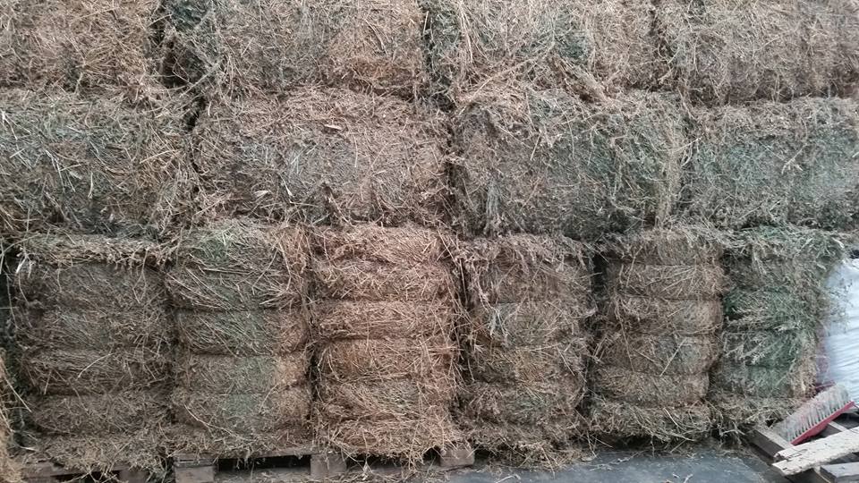 venta-de-alimentos-para-caballos-cebada-avena-forrajera-y-pacas-de
