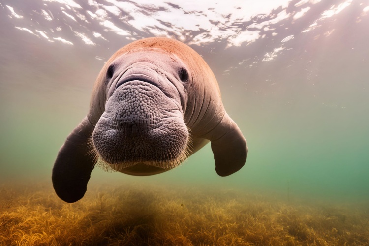 Dive - 🦭🌊 Dive into the world of marine mammals with our new quiz! Test ...