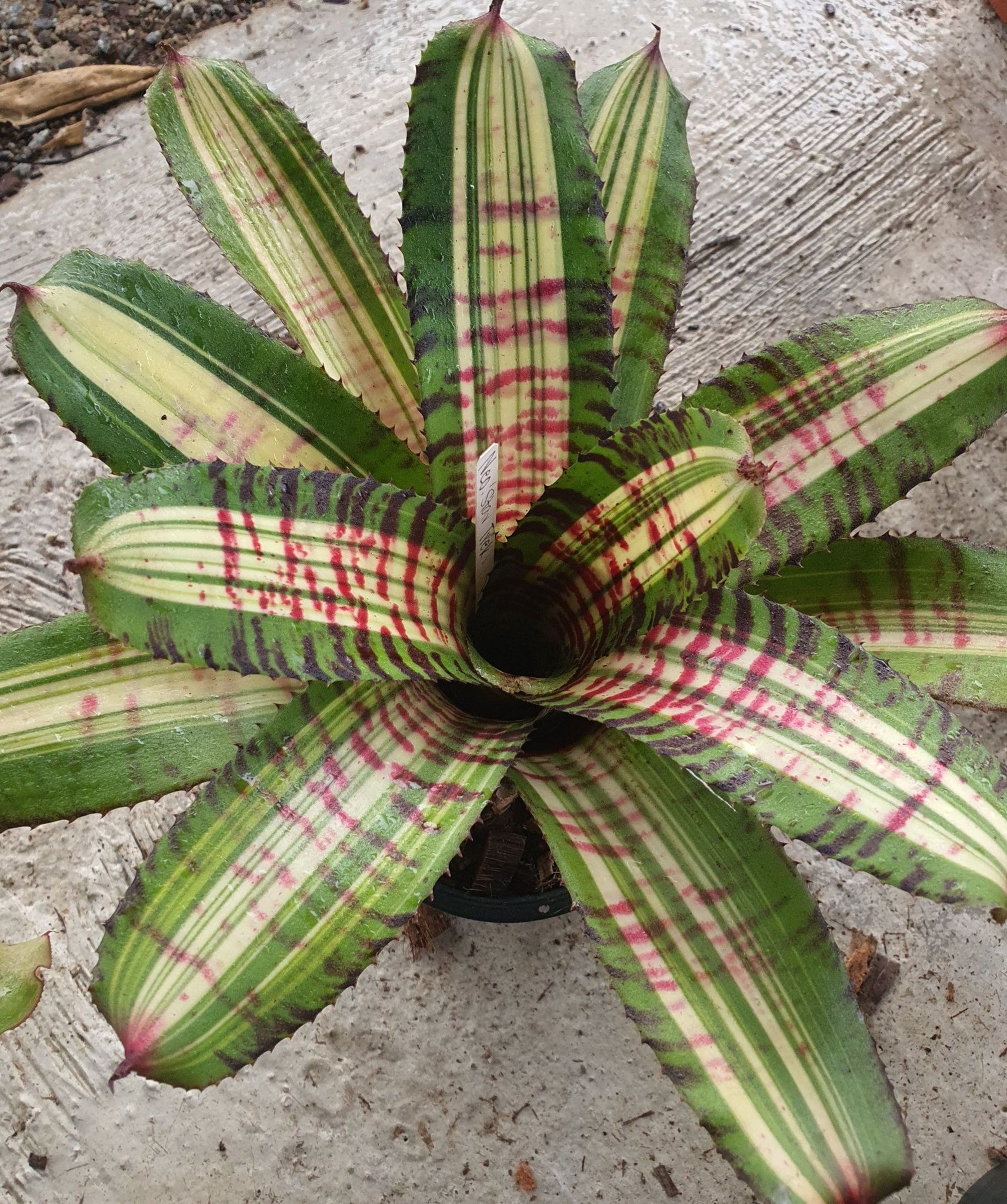 Neoregelia Star Trek