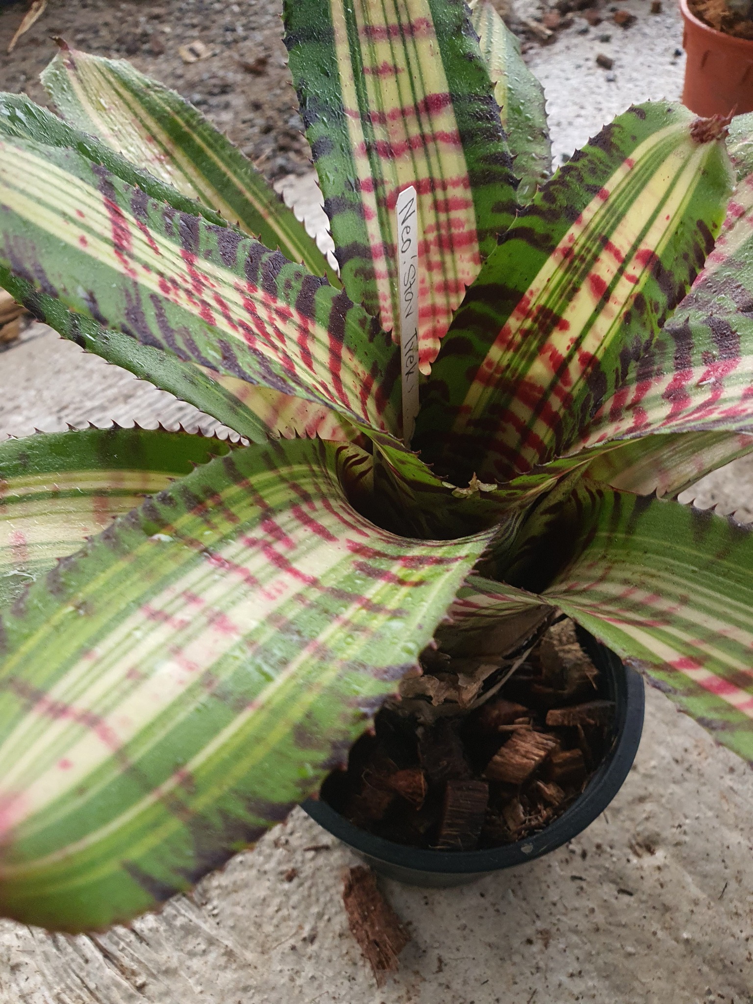 ブロメリア・エアープランツ Neoregelia Star Trek Neoregelia Star Trek