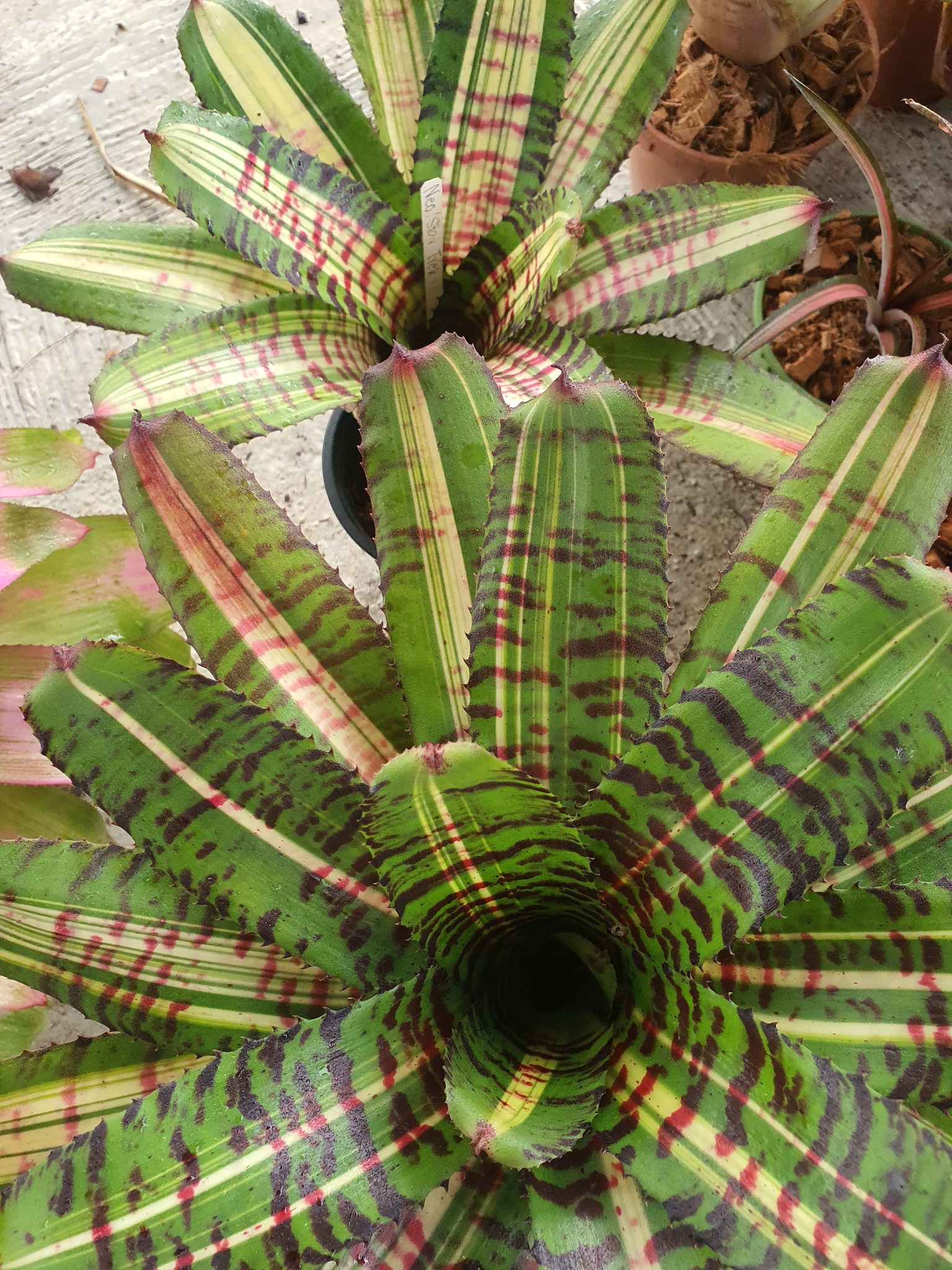 Neoregelia Star Trek