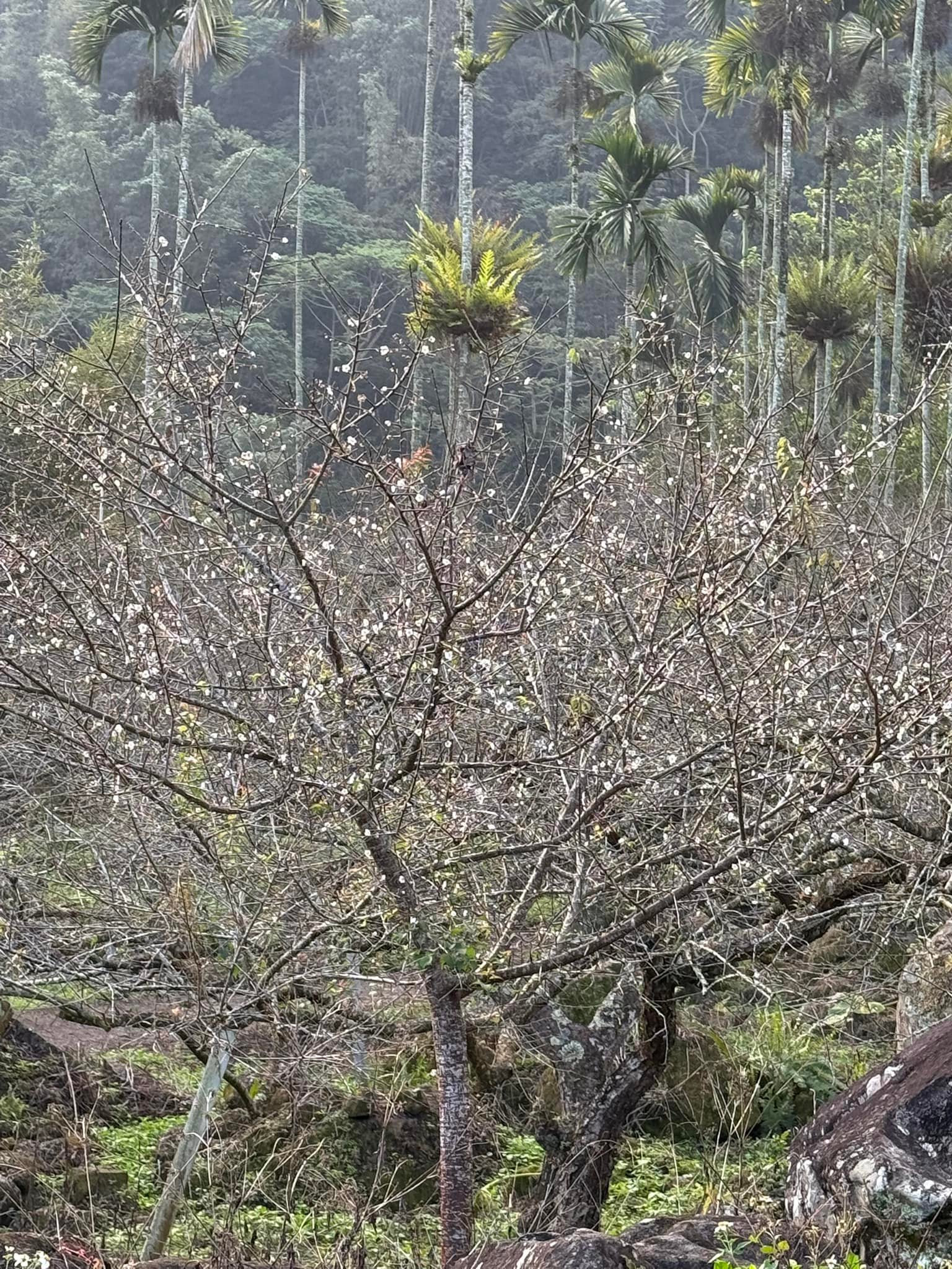 汪家休閒梅園 - 辛勤耕耘只為了與您分享美好🥳 汪家梅園裡的每一棵梅樹都是 梅園主 滿哥農夫+芳姐農婦... | Facebook