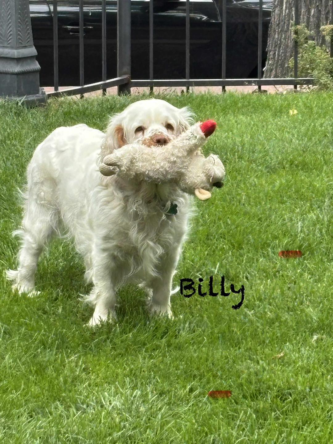 Clumber Spaniel Rescues - Private Breed Rescue