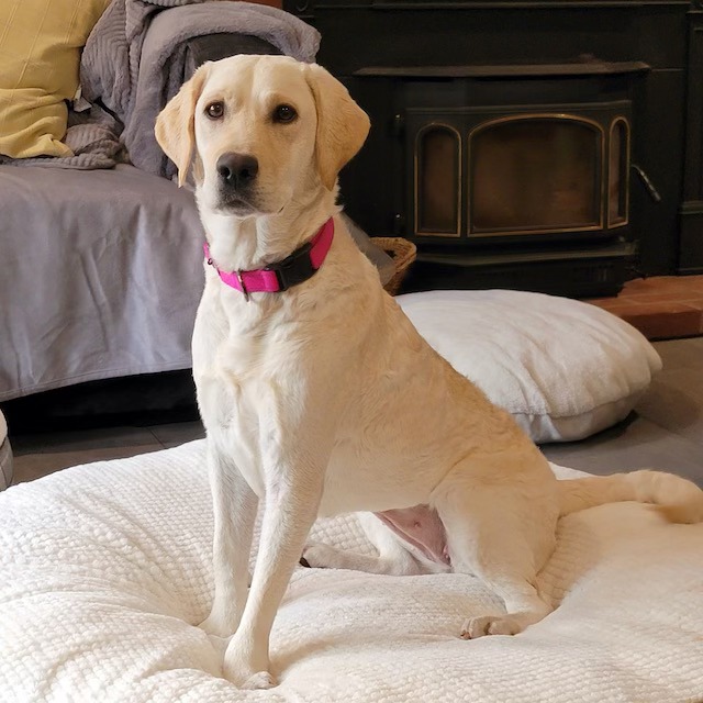 Monterey Bay Lab Rescue